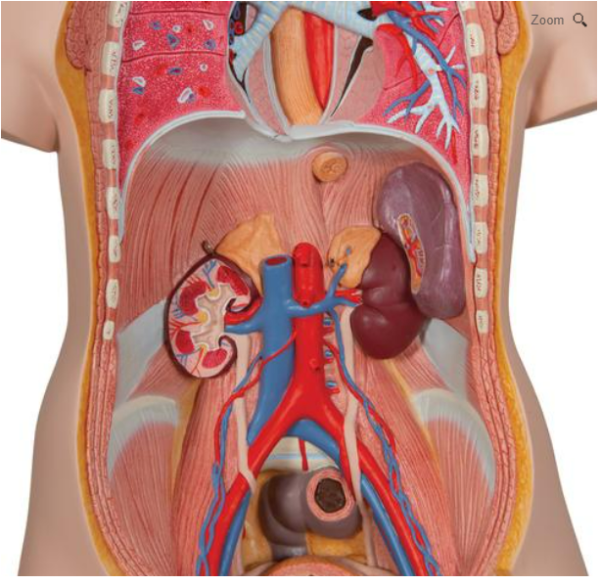 Torso clásico asexuado con espalda abierta, 21 partes - Imagen 5